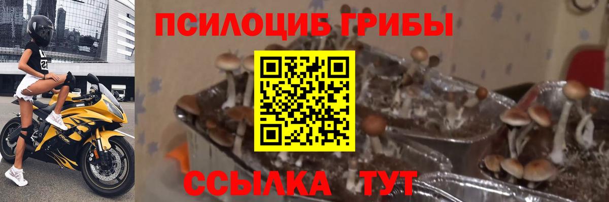 Горно-Алтайск  Псилоцибиновые грибы Psilocybine cubensis  Вход с VPN  Псилоцибиновые грибы Psilocybine cubensis 